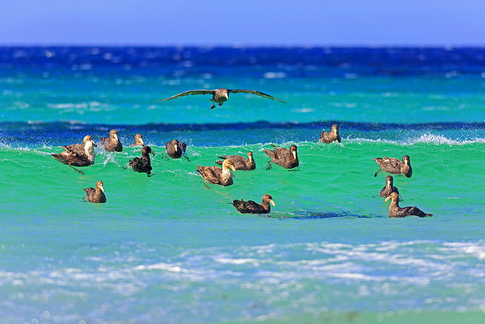 Giant petrels at sea, Falkland Islands 