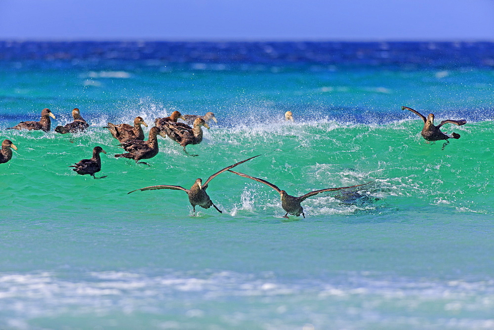 Giant petrels at sea, Falkland Islands 