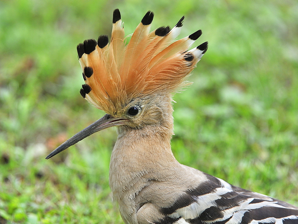 Hoopoe in the grass in a garden, France 