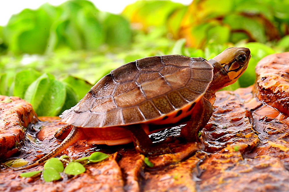 Young Chinese Three-striped Box Turtle profil shot