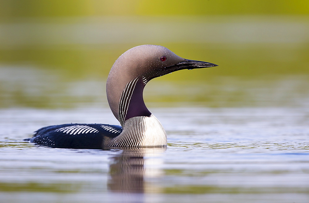 Black-throated Diver swimming on a lake in summer, Finland