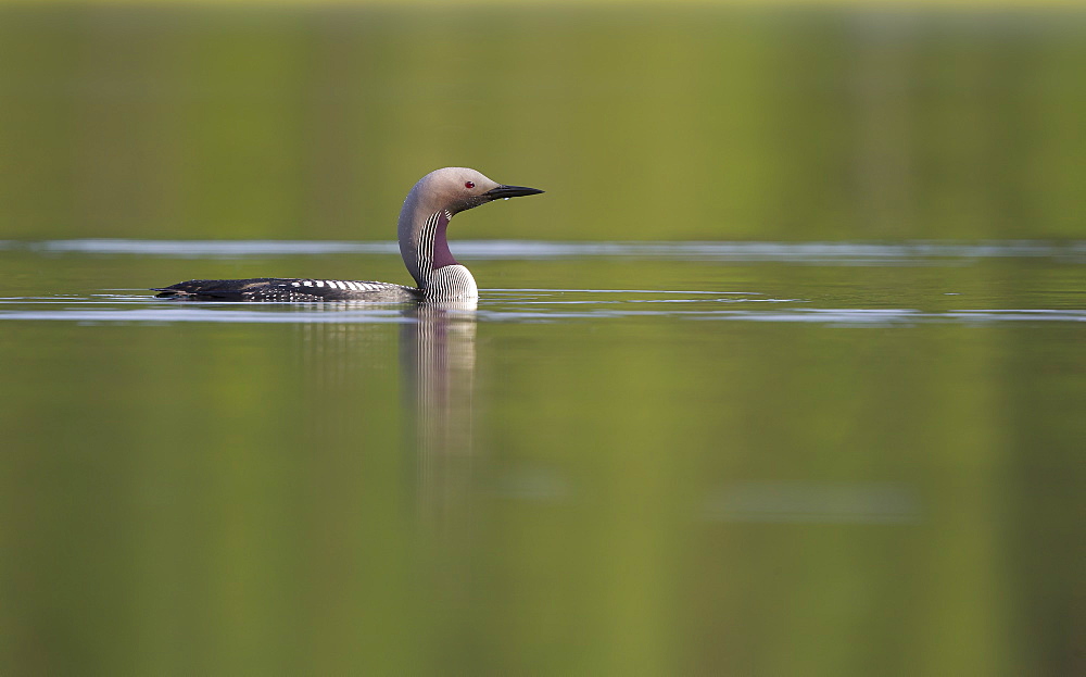 Black-throated Diver swimming on a lake in summer, Finland