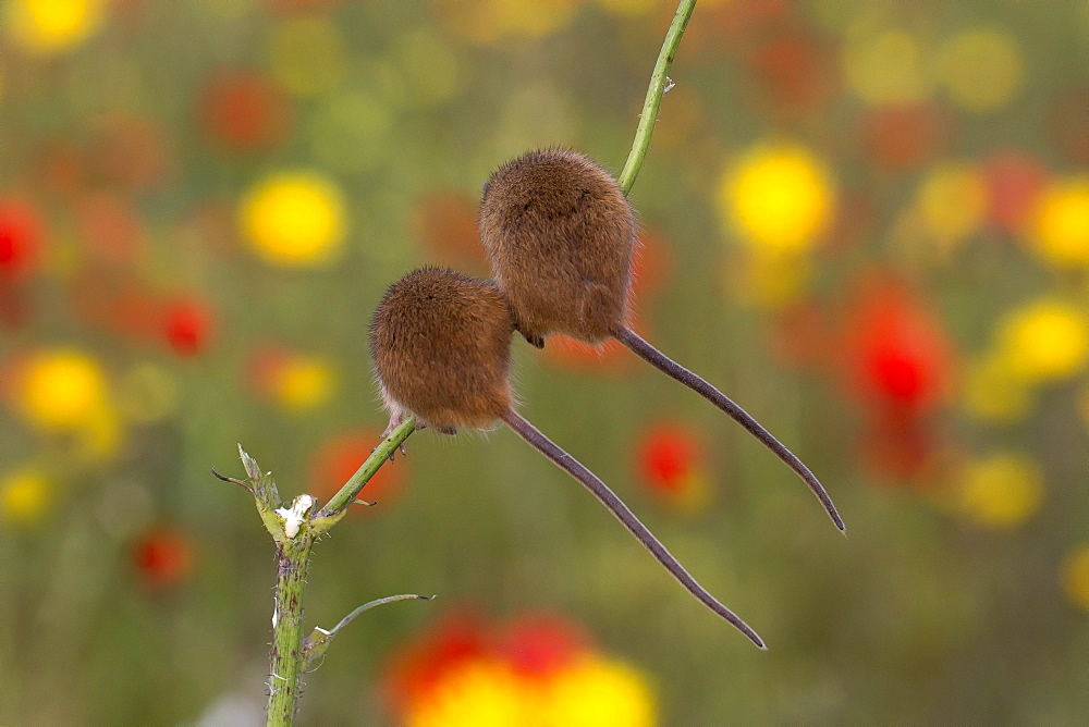 Harvest Mouse among flowers in summer, GB