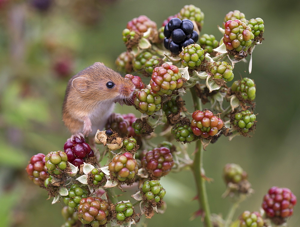 Harvest Mouse on blackberries in summer, GB