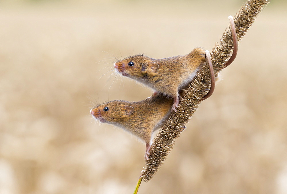 Harvest Mouses on wheat in summer, GB