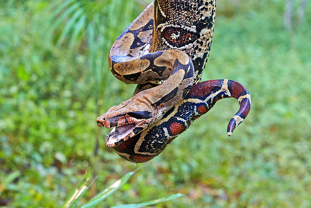 Portrait of Boa constrictor, Amazon river basin Brazil