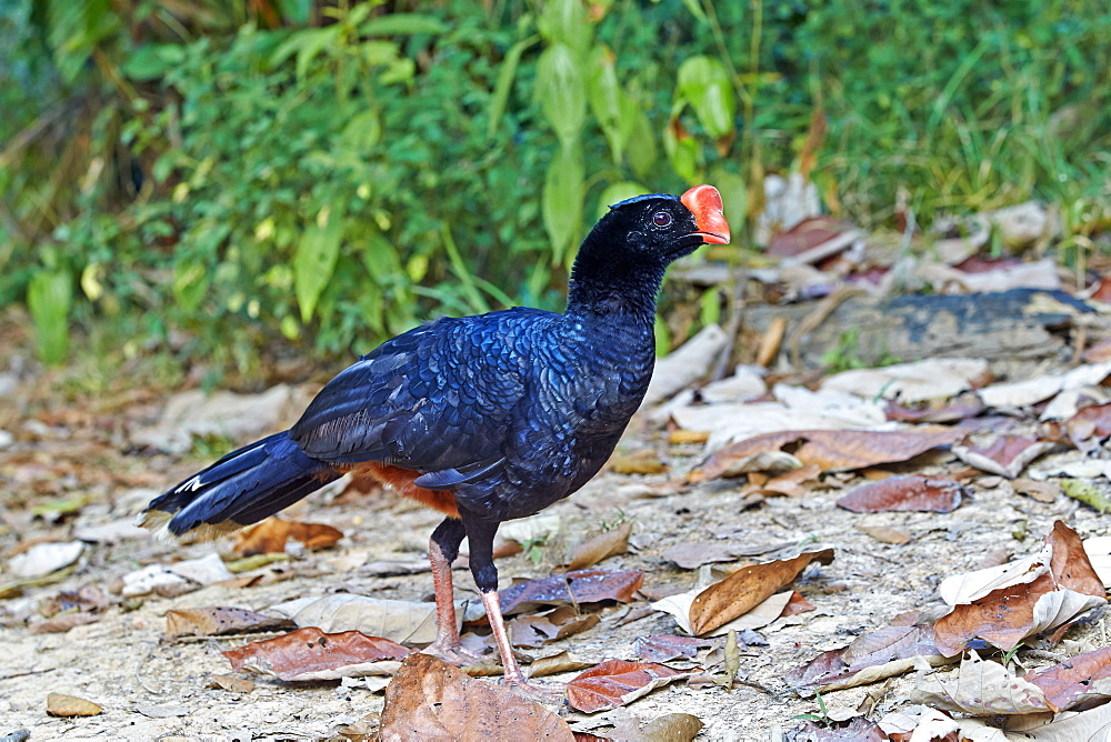 Razor-billed curassow, Amazon river basin Brazil