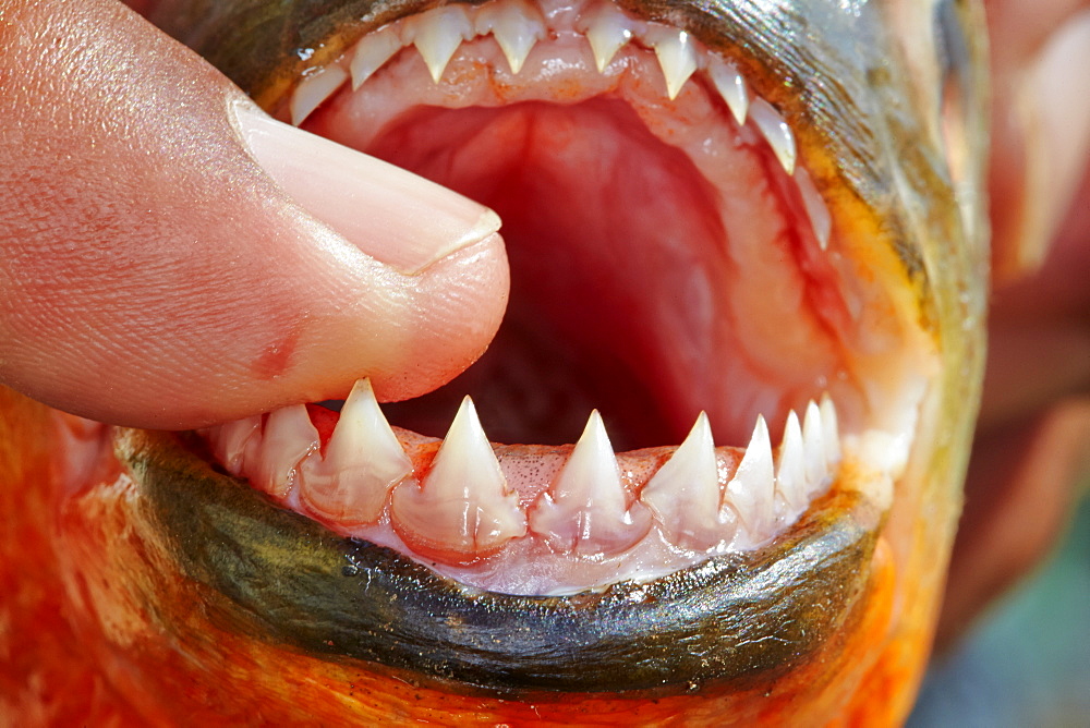 Red-bellied Piranha teeth, Rio Ipixuna Brazil Amazon 