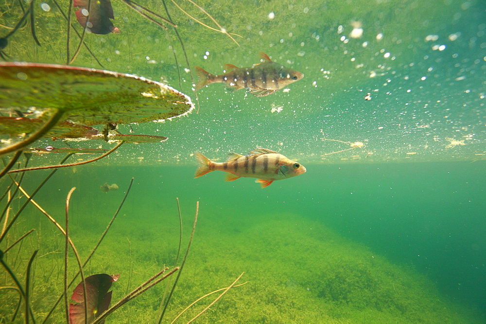 European Perch in a backwater of the River Ain, France 