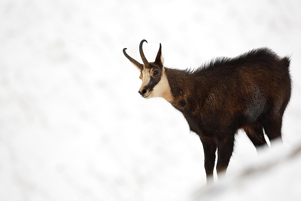 Chamois in the snow, Jura Switzerland