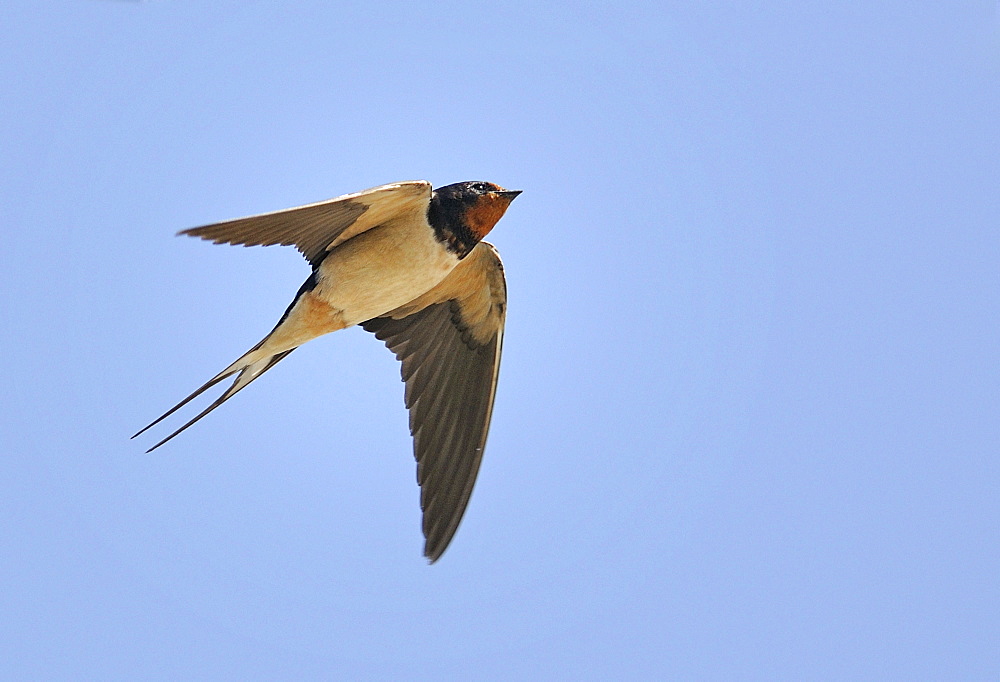 Barn Swallow in flight, PNR Northern Vosges France