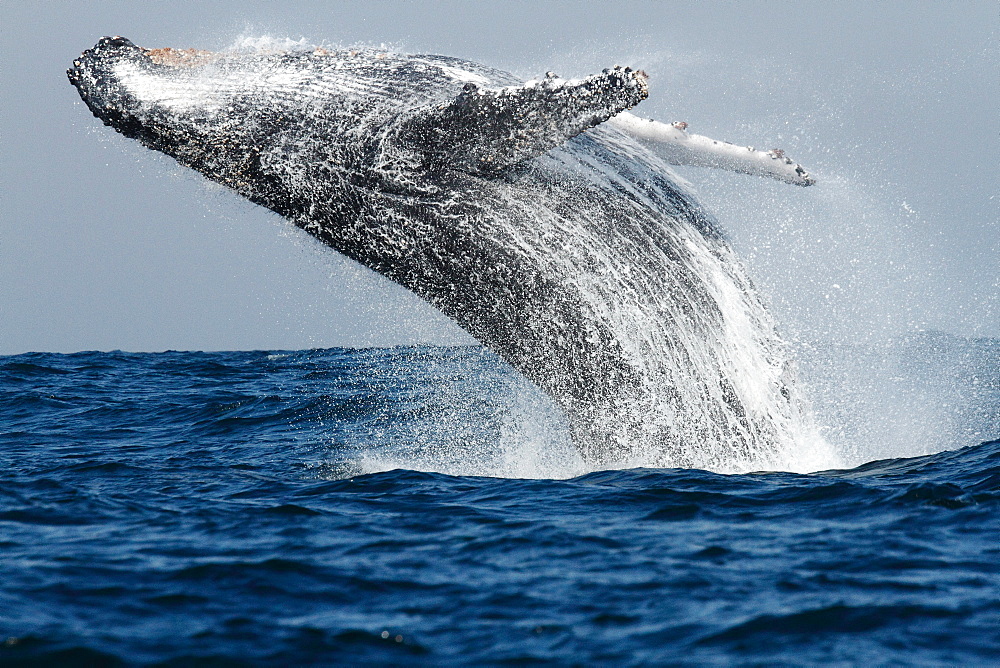 Humpback whale jumping out of water  in South Africa