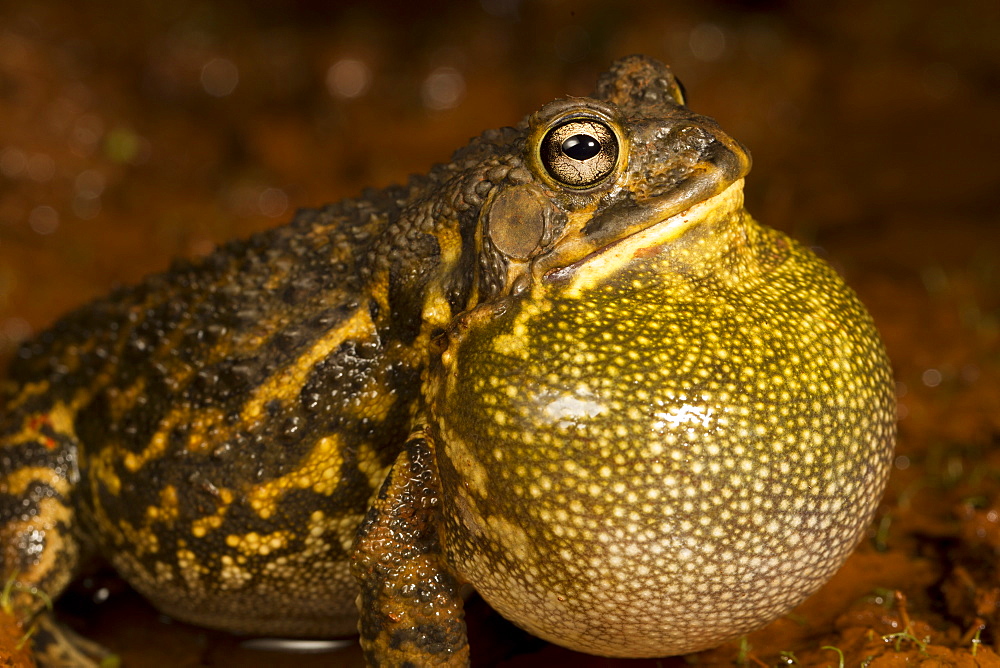 Toad singing on bank, La Ruvubu NP Burundi