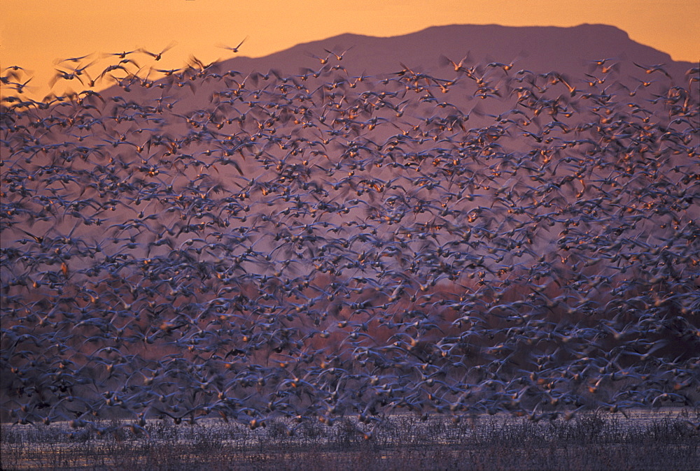 Snow Geese in flight at twilight