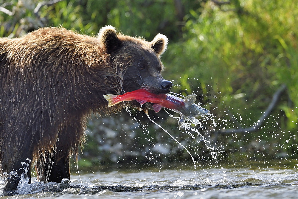 Grizzly catching a salmon in a river, Katmai Alaska 