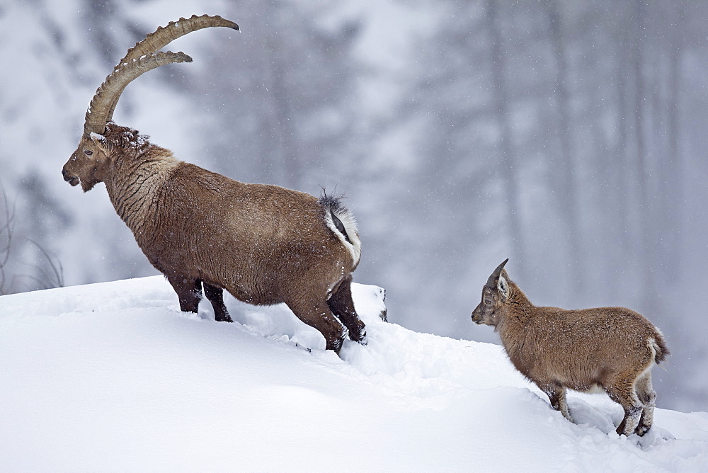 Male Ibex and young in the snow, Grand Paradisi Alps Italy 