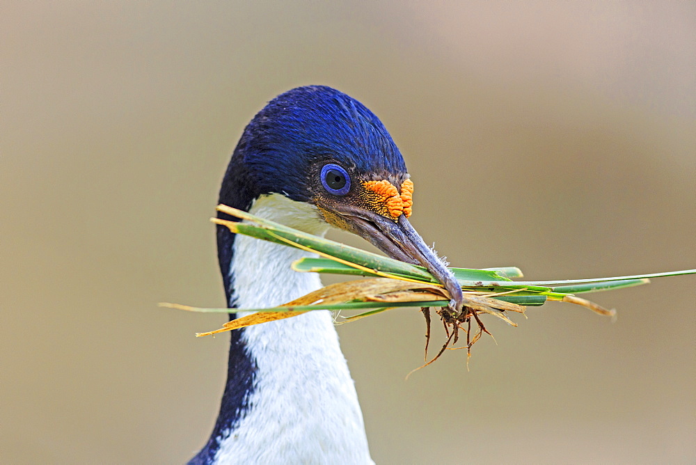 King Shag building its nest, Falkland Islands 