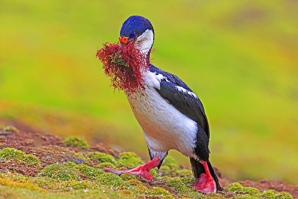 King Shag building its nest, Falkland Islands 