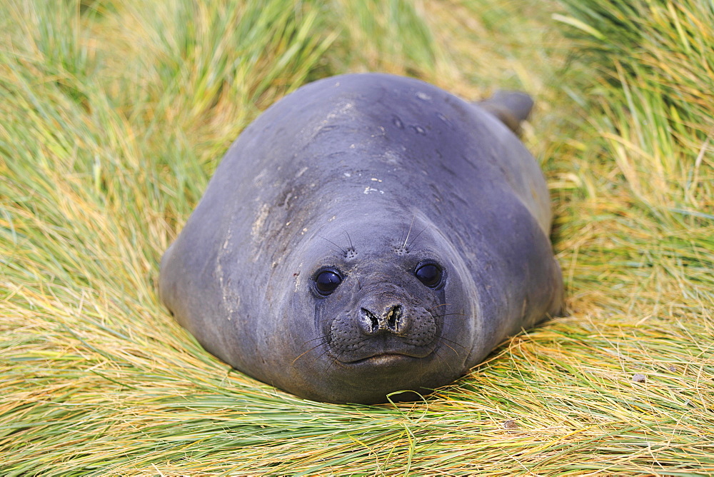 Young Southern elephant seal in tussock, Falkland Islands