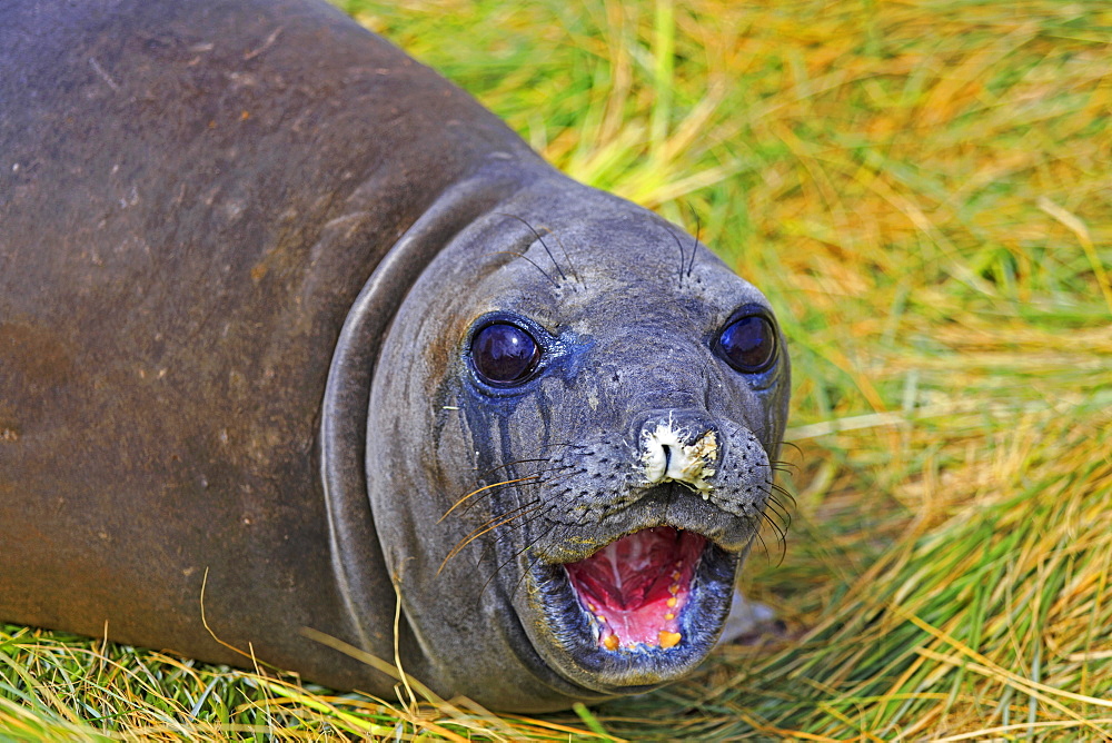 Young Southern elephant seal in tussock, Falkland Islands