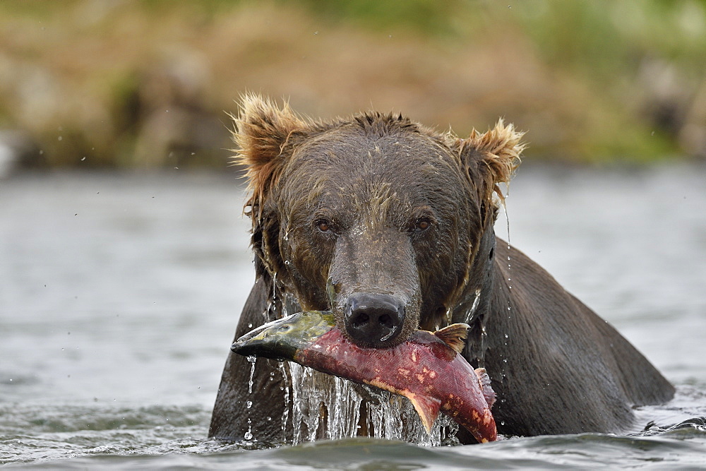 Portrait of Grizzly catching a Salmon, Katmai Alaska USA 