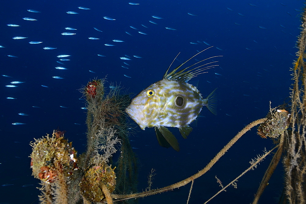 John Dory and abandoned fishing net, Mediterranean Sea