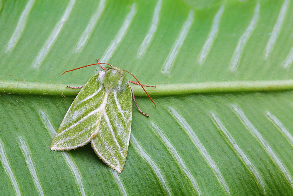 Green Silver-lines on a green leaf ridged, France 