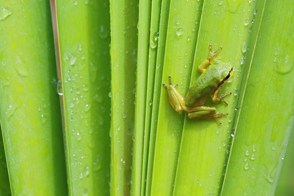 Green tree frog on leaf under the rain, Brittany France