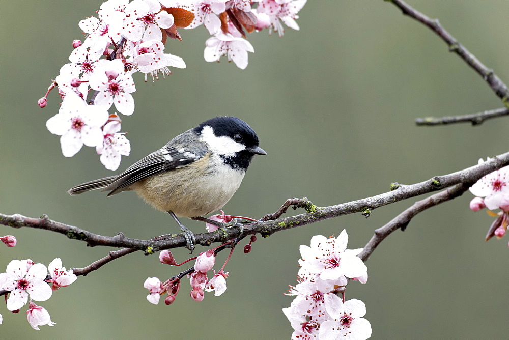 Coal Tit on blossom- Warwickshire England UK