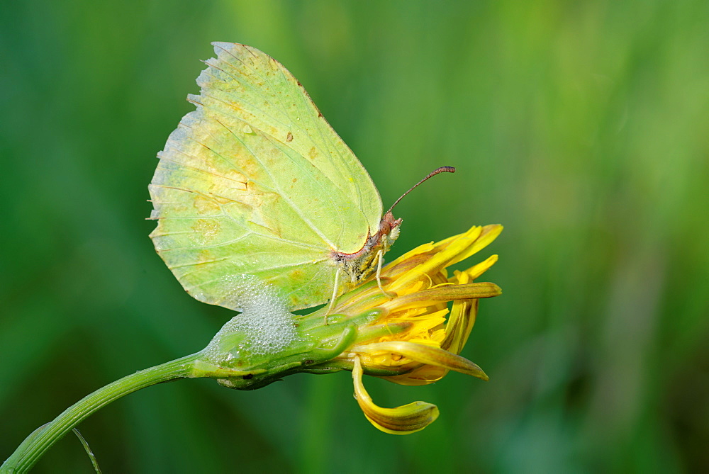 Brimstone on a flower, Prairie Fouzon France 