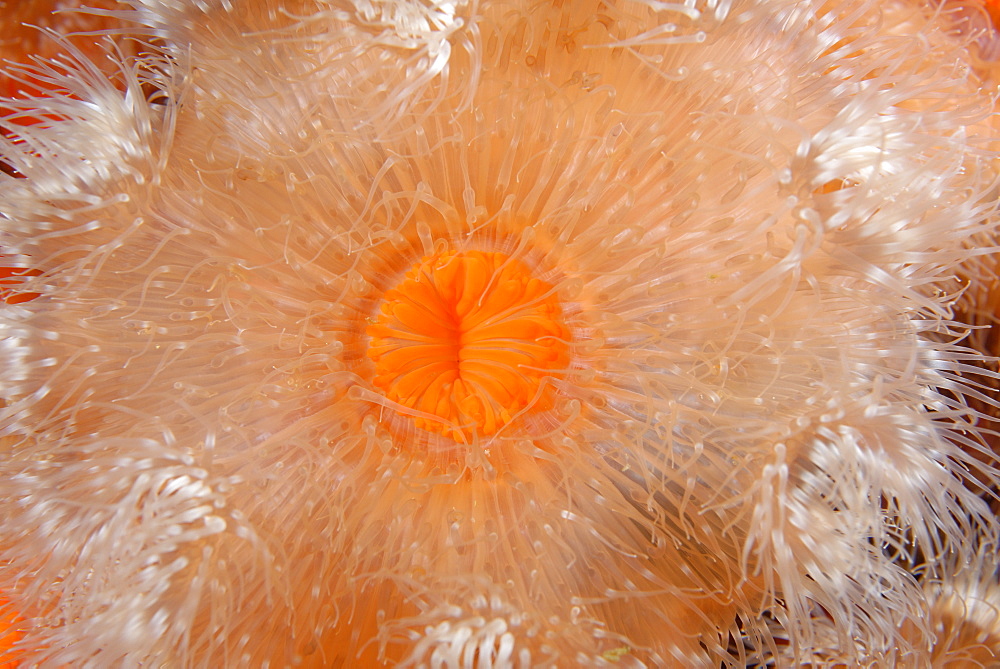 Plumose Anemone, Pacific Ocean Alaska USA 