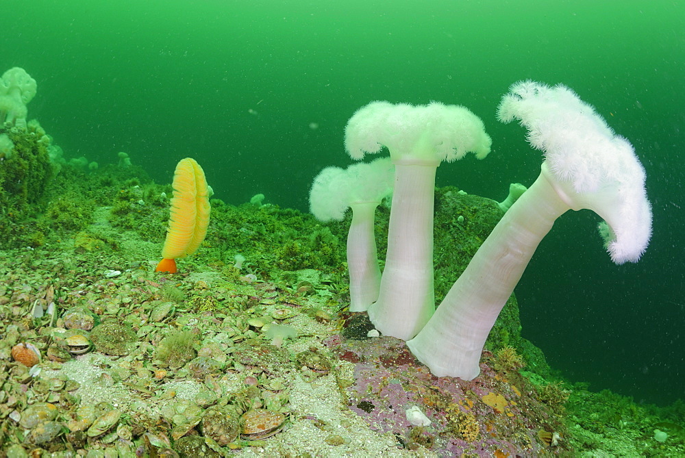 Plumose Anemones and Orange Sea Pen, Pacific Ocean Alaska