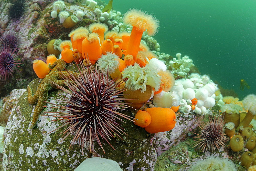 Plumose Anemones and Urchins, Pacific Ocean Alaska