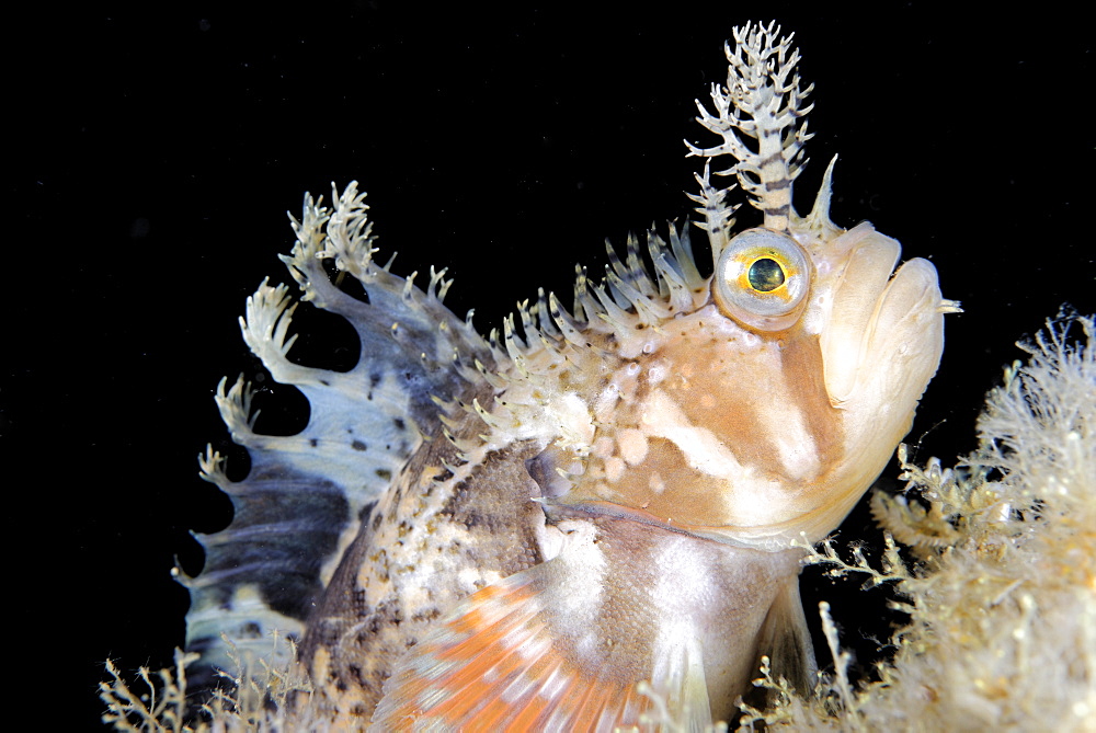 Decorated Warbonnet on reef, Pacific Ocean Alaska