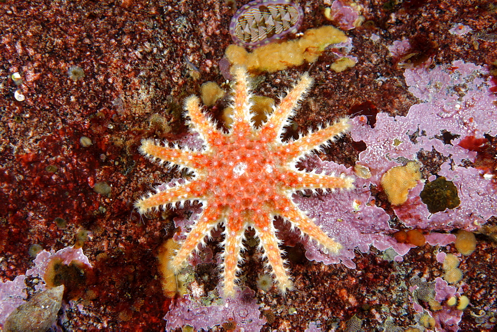 Spiny Sunstar on reef, Alaska Pacific Ocean 