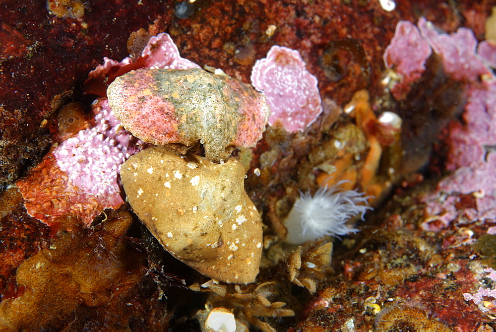 Butterfly crab on reef, Alaska Pacific Ocean 