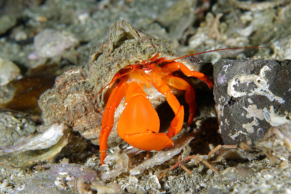 Pacific red hermit crab on reef, Alaska Pacific Ocean 