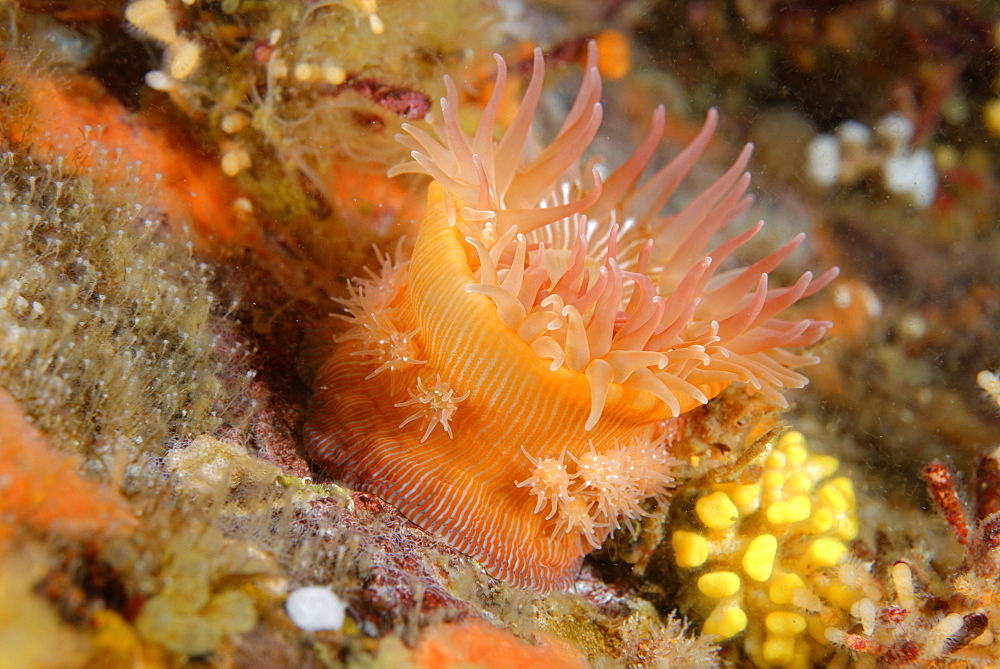 Giant brooding anemone on reef, Alaska Pacific Ocean 