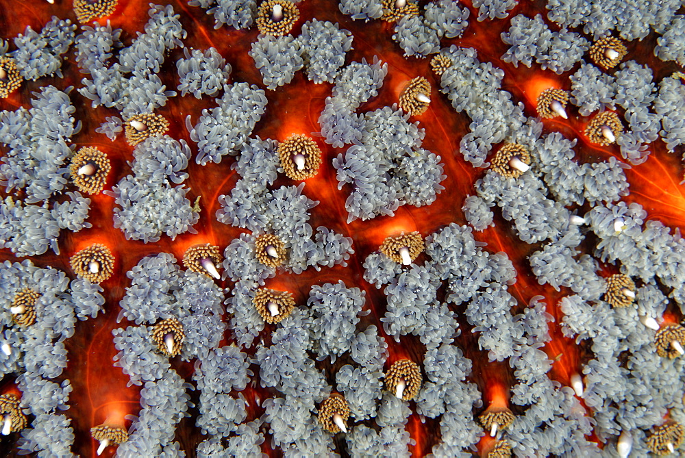 Detail of Starfish, Alaska Pacific Ocean 