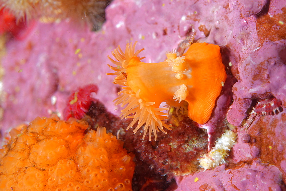 Giant brooding anemone on reef, Alaska Pacific Ocean 