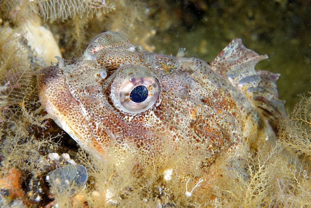 Portrait of Red Irish Lord , Pacific Ocean Alaska
