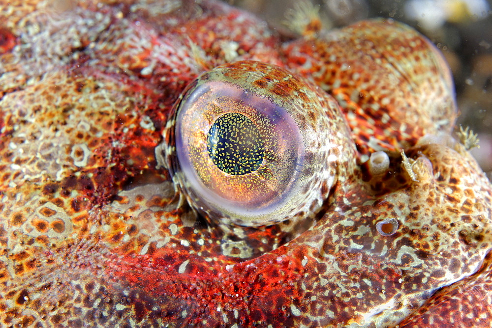 Portrait of Red Irish Lord , Pacific Ocean Alaska