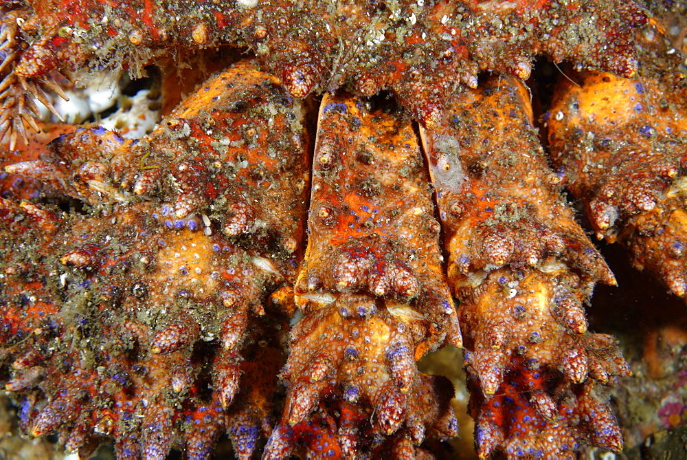 Paws of Puget Sound king crab, Alaska Pacific Ocean 