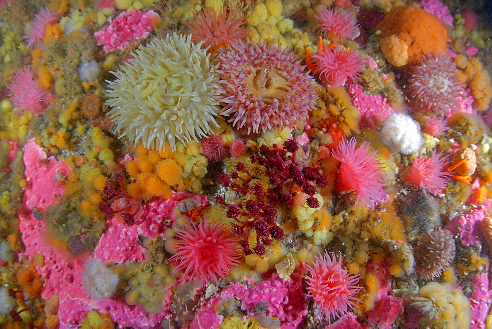 Sea anemones and Sponges on the reef, Alaska Pacific Ocean