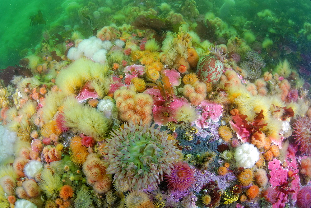 Sea anemones and Sponges on the reef, Alaska Pacific Ocean