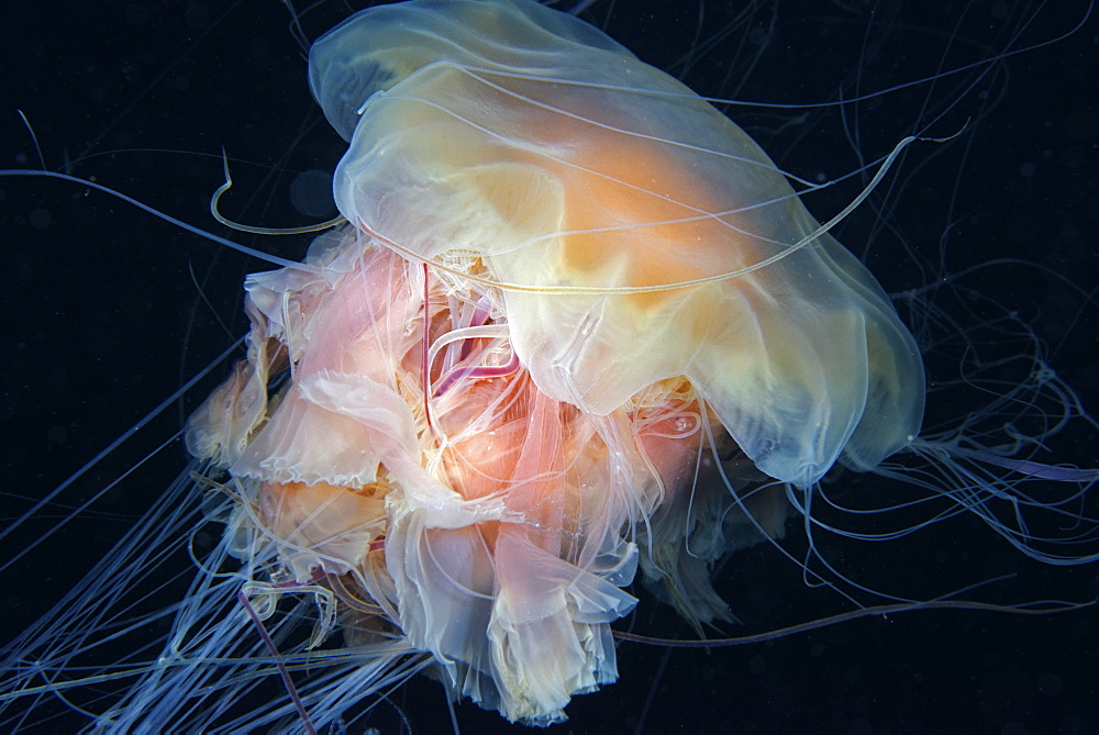 Lion's mane jellyfish, Alaska Pacifi Ocean