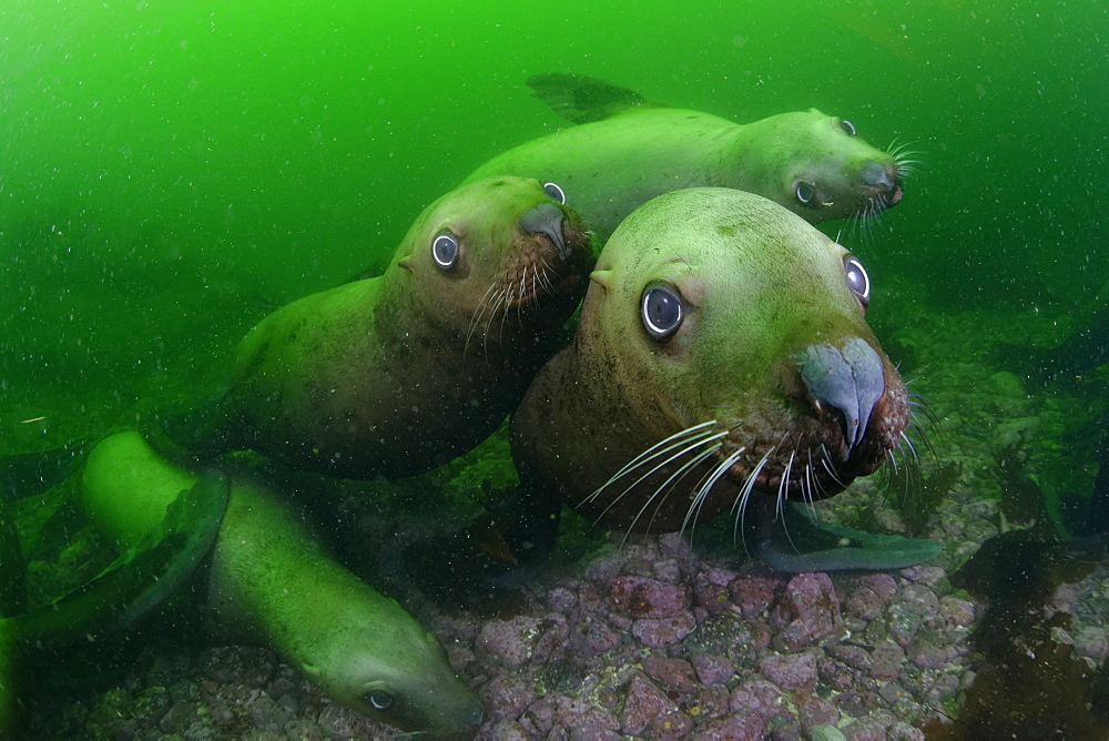 Steller sea lions underwater, Kasaan bay Alaska
