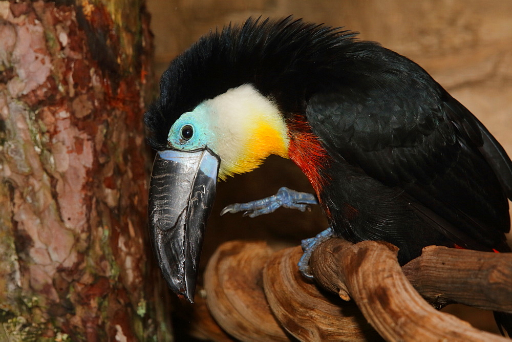 Channel-billed toucan on a branch