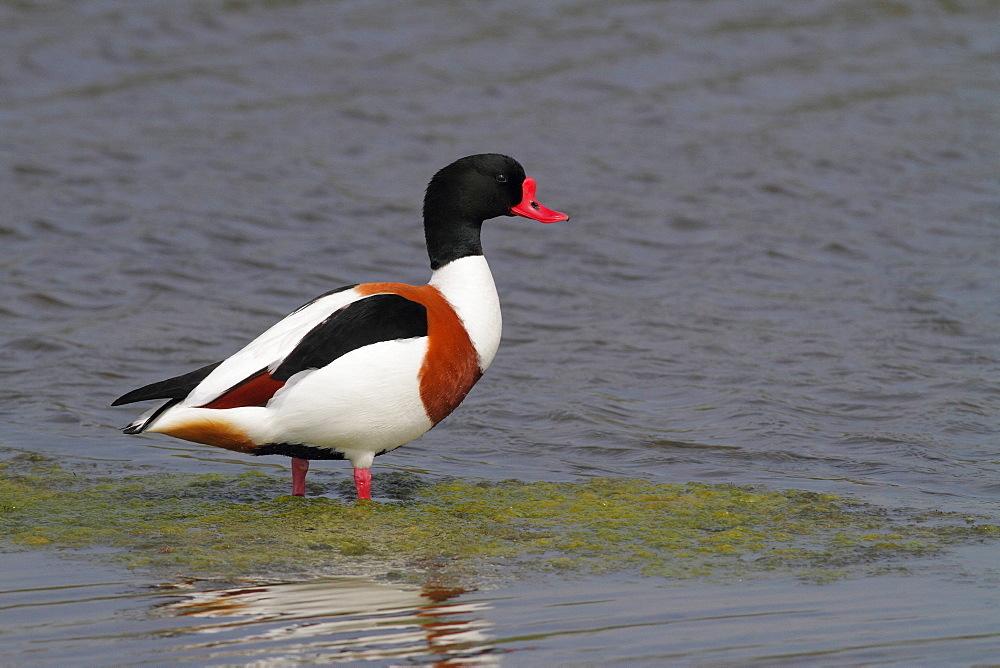 Shelduck in water, Marais Breton-VendÃ©en France