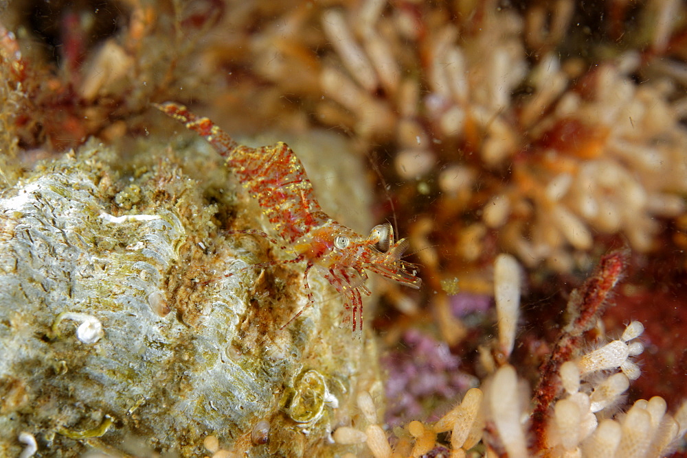 Threespine coastal shrimp on reef, Alaska Pacific Ocean